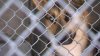 Refugio de la Sociedad Protectora de Animales se encuentra al 248 % de su capacidad