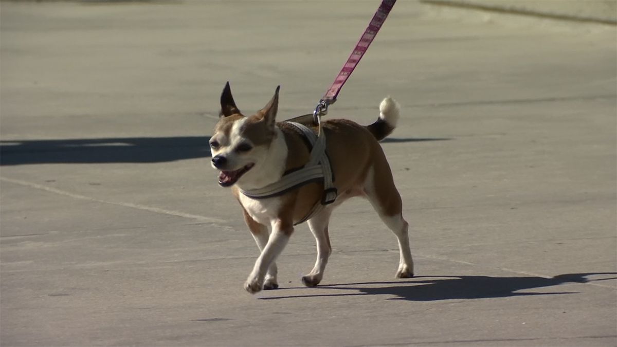 Diversión para tu mascota! Inauguran un nuevo parque para perros en San  Diego