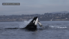 EN VIDEO: avistan a manada de ballenas orcas alimentándose frente a la costa de San Diego