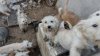 Rescatan a 33 perros por maltrato animal tras cateo en una casa en Tijuana