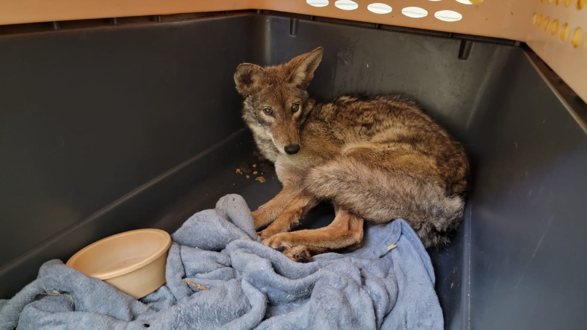 Ponen en libertad a coyote atrapado en una cubeta durante las