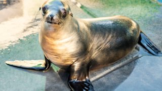 Gobble, the rescued sea lion pup who was found emaciated and hobbling the streets of Coronado, is now in good shape at SeaWorld San Diego. (SeaWorld San Diego)