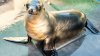 “Gobble” el cachorro de león marino se recupera en SeaWorld