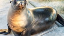 Gobble strikes a pose for the camera. (SeaWorld San Diego)