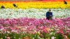 ¿Ya conoces los campos de flores de Carlsbad? Lo que debes saber para esta temporada