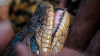 Increíble: descubren nueva especie de anaconda enorme en el Amazonas
