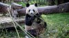 China planea enviar más pandas al zoológico de San Diego este año