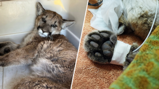A months-old mountain lion cub recovers after multiple surgeries. The cub was struck by a vehicle the day before Thanksgiving.