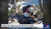 Pareja de águila calva protege su nido con tres huevos