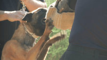 An undated of an San Diego Police Department K-9 undergoing training.