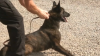 Nuevos esfuerzos para regular los perros policía en California reciben reacciones divididas