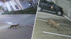 Puma muere atropellado en Oceanside tras varios avistamientos en el área