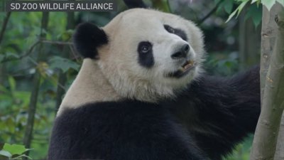 Names of two pandas coming to San Diego revealed
