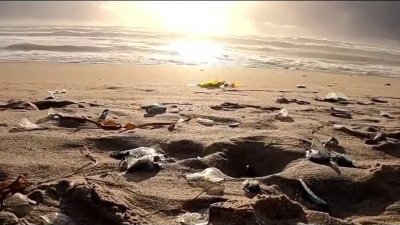 Detectan presencia de medusas velero en Playas de Tijuana y Rosarito