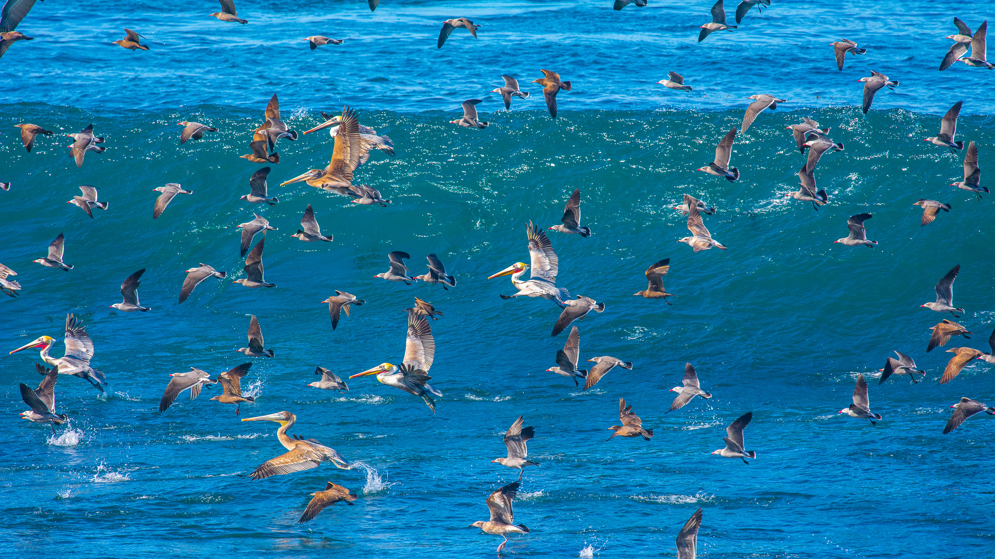 San Diego 20 Day Weather 2025 Season Ted Lexine