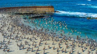 Hundreds of birds on a beach.