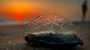 “Cuidado con las medusas velero”: advierten salvavidas en Playas de Tijuana