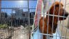 Rescatan a tres perros tras denuncias por maltrato animal en Tijuana