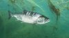 Prohíben la pesca de salmón en la costa de California por segundo año consecutivo