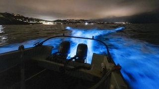 A striking display of bioluminescence was captured off Scripps Pier the evening of May 16, 2024. Bioluminescent red tides off San Diego are typically formed due to aggregations of the dinoflagellate Lingulodinium polyedra, a species well known for its displays of light. At night, when the phytoplankton are agitated by waves or other movement in the water, they emit a dazzling neon blue glow.