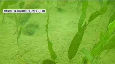 Alga marina invade bahía de San Diego