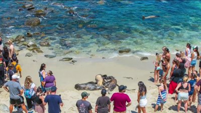 Visitantes acosan a lobos marinos en La Jolla nuevamente