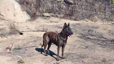 Hallan restos óseos en el Cerro Azul de Tecate