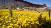Botánicos de México y EEUU documentan un ecosistema dividido por el muro fronterizo