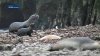 Cientos de cachorros de leones marinos aparecen muertos en la costa de California
