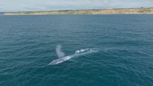 Blue whales are closer to San Diego's shores than usual this year, scientists say.