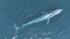 Las ballenas azules están más cerca de la costa de San Diego de lo habitual y los científicos aprovechan la ocasión.