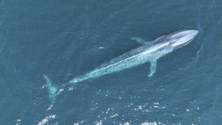 Según los científicos, este año las ballenas azules están más cerca de las costas de San Diego de lo habitual.