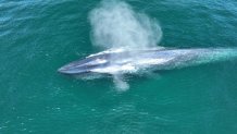 Según los científicos, este año las ballenas azules están más cerca de las costas de San Diego de lo habitual.