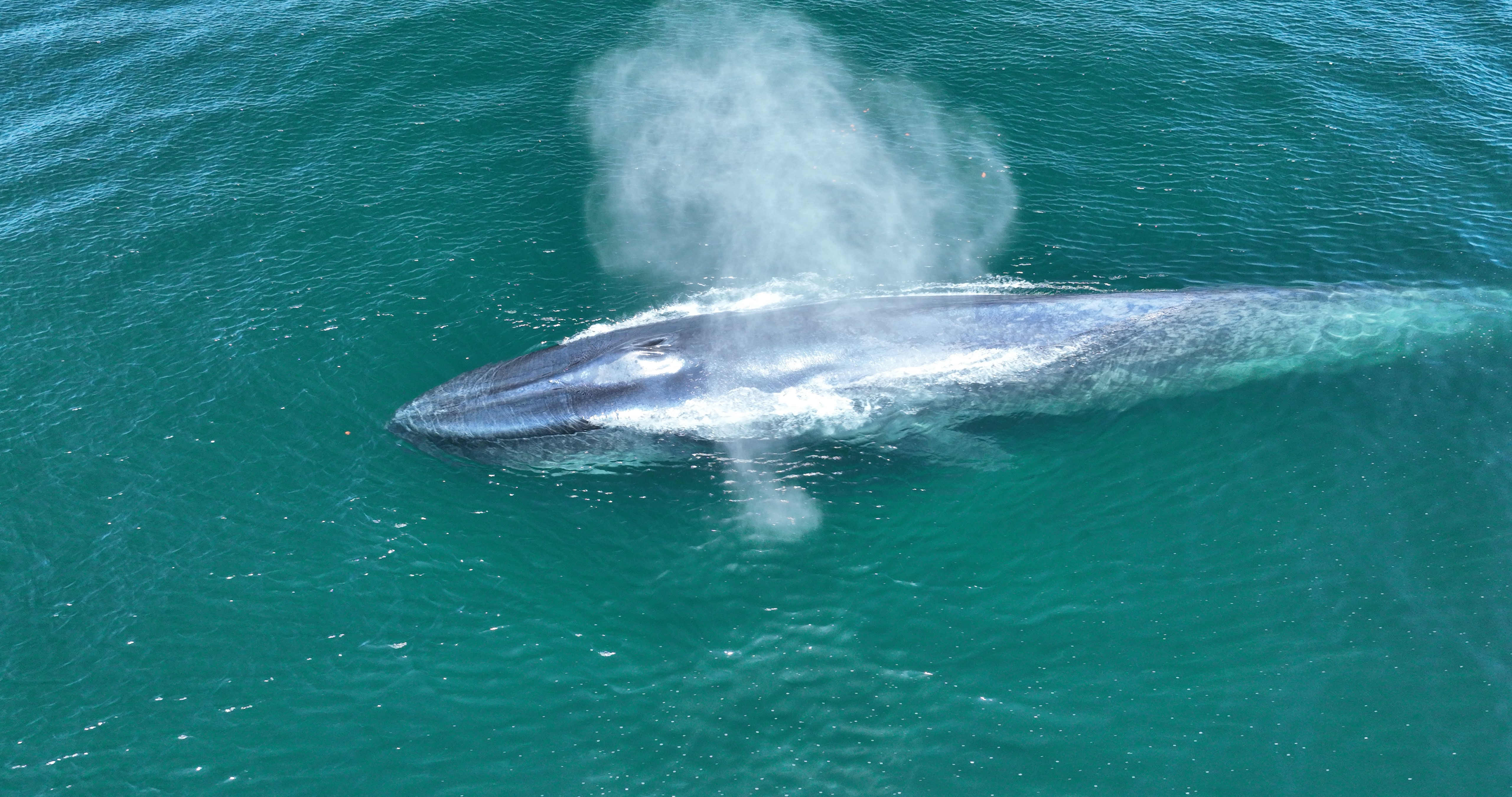 Según los científicos, este año las ballenas azules están más cerca de las costas de San Diego de lo habitual.