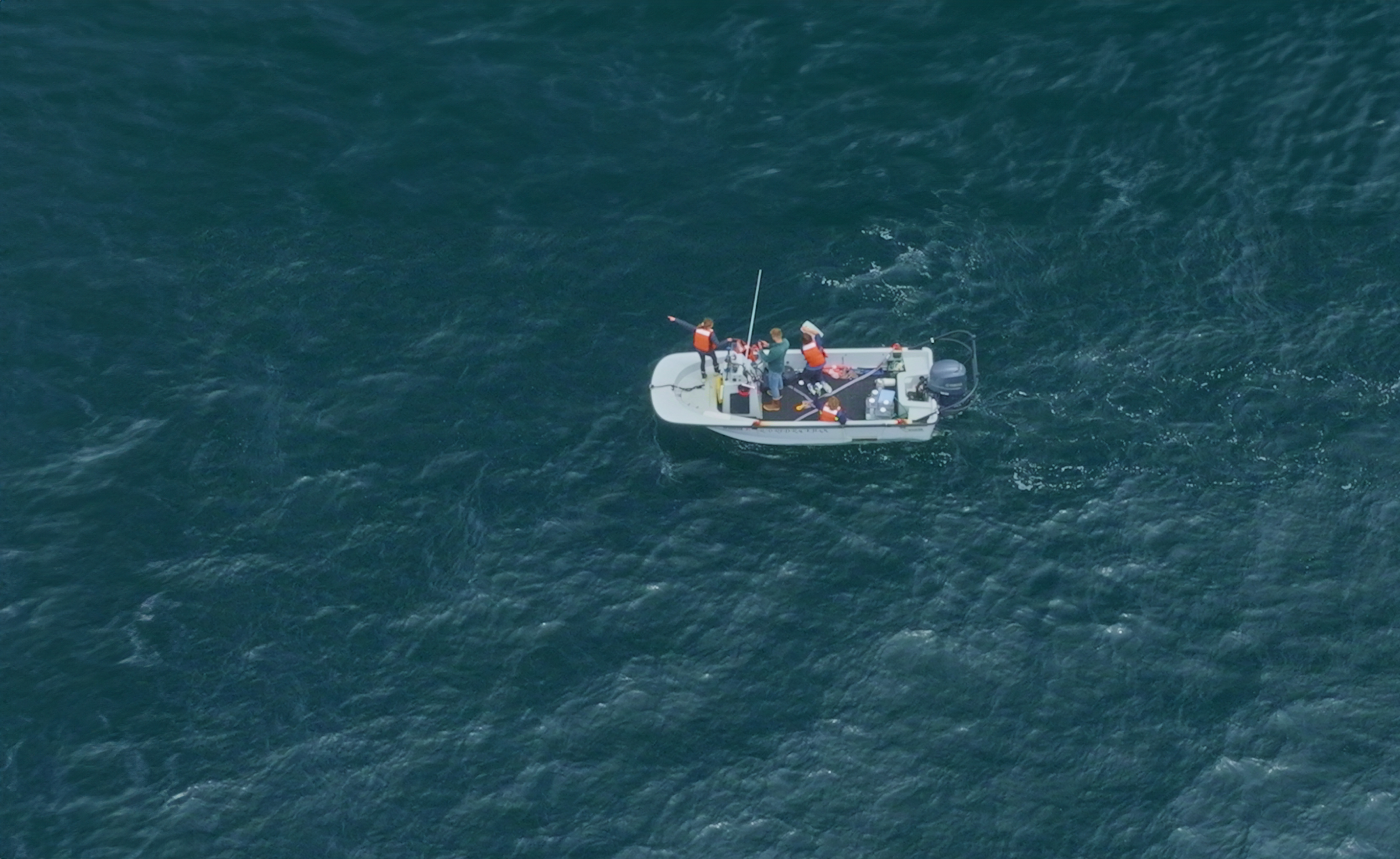 Según los científicos, este año las ballenas azules están más cerca de las costas de San Diego de lo habitual.