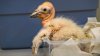 Zoológico de Los Ángeles rompe récord con 17 polluelos de cóndor de California nacidos este año