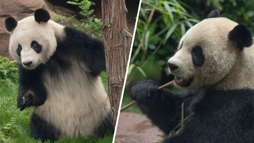 Recent photos of the San Diego pandas. On the left is Xin Bao who is almost 4-year-old and Yun Chuan who is nearly 5 years old is on the right.