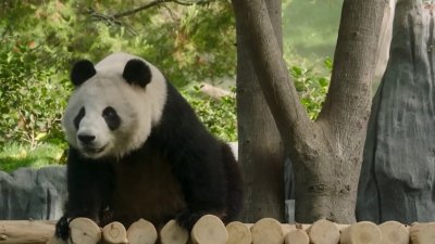 Pandas debutan en el zoológico de San Diego