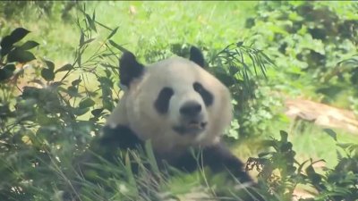 Llegó la pandamanía al zoológico de San Diego