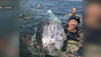 Encuentran “serpiente marina” en La Jolla