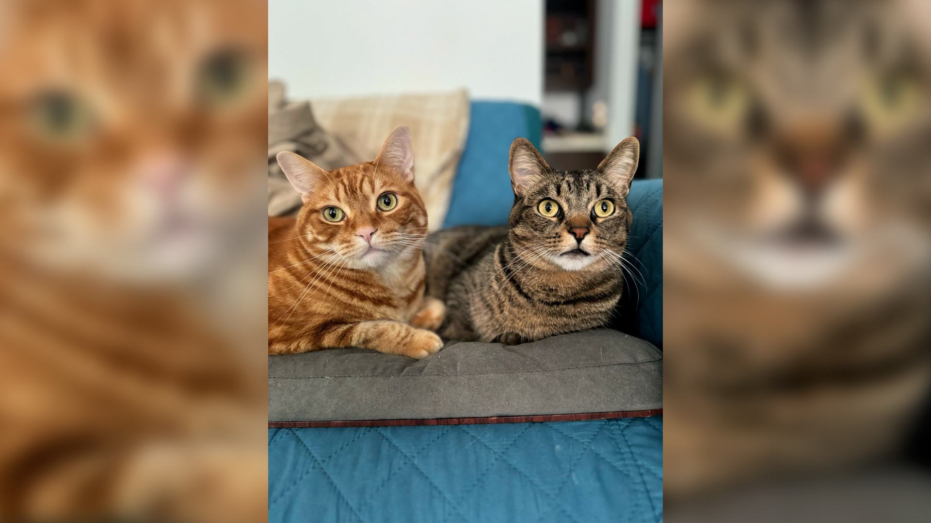 ¡Conoce a Simba y Enano! Estos gatos rescatados pertenecen al reportero y productor de NBC 7 Adonis Albright. Simba es el atigrado naranja. Es un chico juguetón y adorable al que le encanta comer. A Enamo, el atigrado gris, le encanta acurrucarse y pararse sobre sus patas traseras, ¡como un suricato!