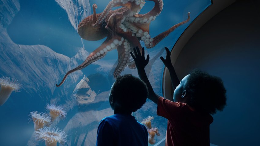 FILE. Kids look at a red octopus at Birch Aquarium at Scripps Institution of Oceanography.