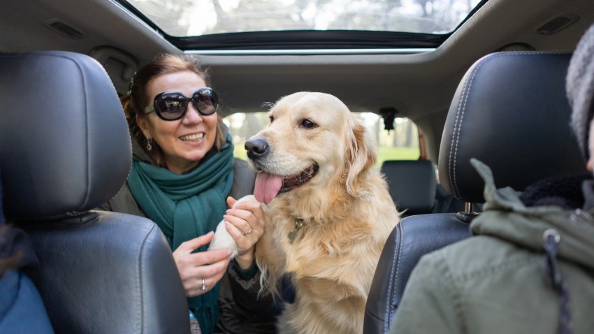 Woman Petting her Golden Retriever Dog in the Car .