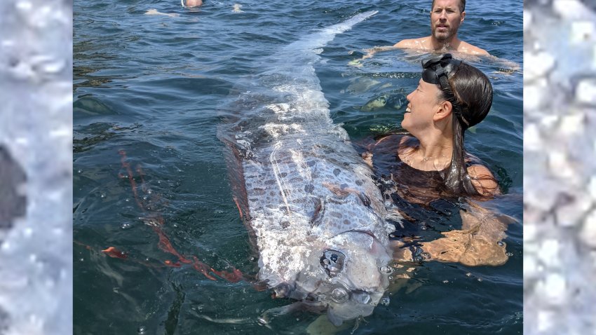 The quick-thinking folks in the water off La Cove knew to bring the oarfish to shore for scientists to examine.