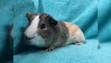 Porko the guinea pig.