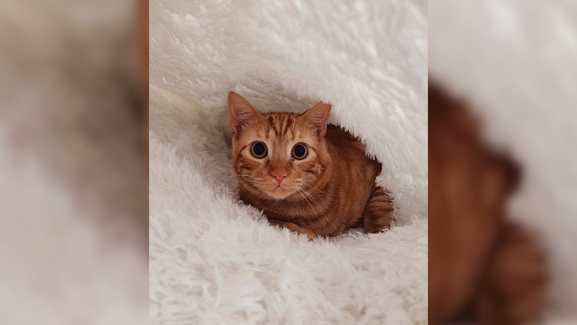 ¡Sobrecarga de ternura! Este es Benji, el adorable gato naranja del gerente de producción de NBC 7 y Telemundo 20, Ricardo Sandoval. A Benji, adoptado de South Bay Cat Adoptions en Chula Vista, le encanta doblar la alfombra para hacer un túnel.