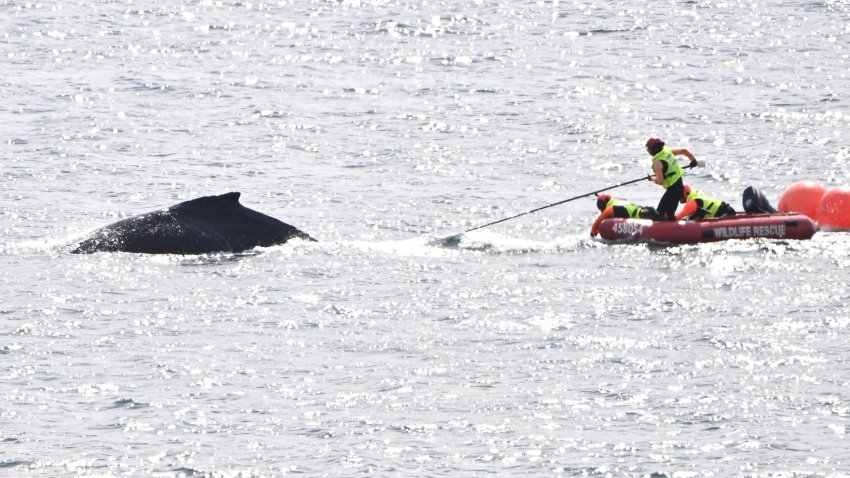 Liberan a una ballena que se quedó atrapada en redes de pesca en la bahía de Sídney