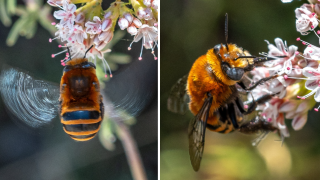 The rare San Clemente Digger Bee was photographed by community scientist Craig Chaddock on the Bayside Trail at Cabrillo National Monument on July 31, 2024.