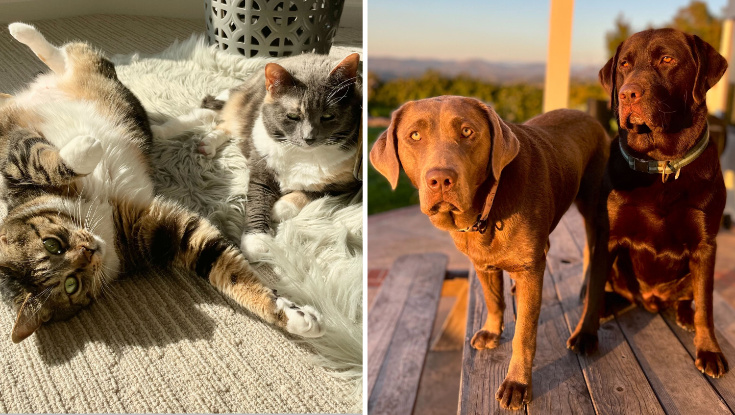 La presentadora de NBC 7, Catherine García, apoya firmemente la mentalidad de "no compres, adopta". Sus dos gatas, Olive y Lulu, fueron adoptadas de un refugio local. Catherine también tiene dos adorables cachorros: Charlie y Ponchkitties.