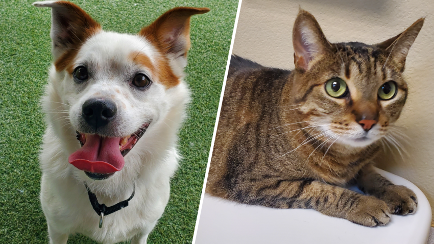 Ozzie (left) and Luna (right) are available pets at the San Diego Humane Society.